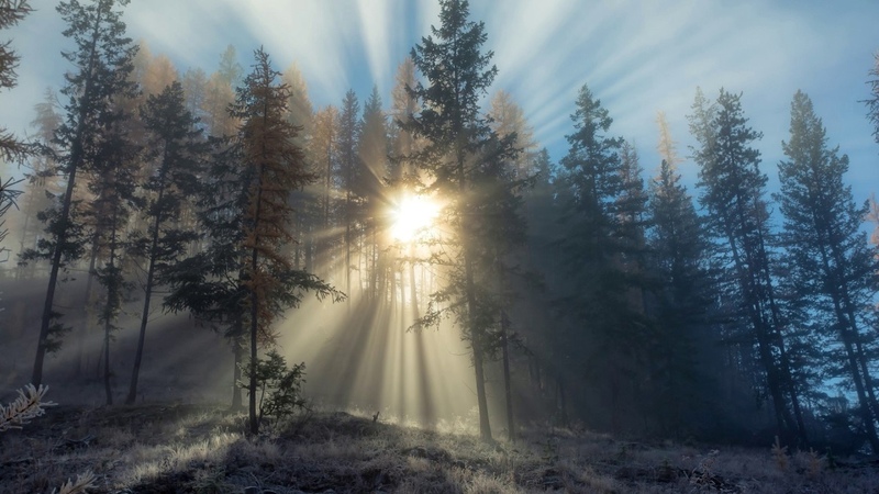 Sebastian Sellares: Epiphany In The Woods ( Original