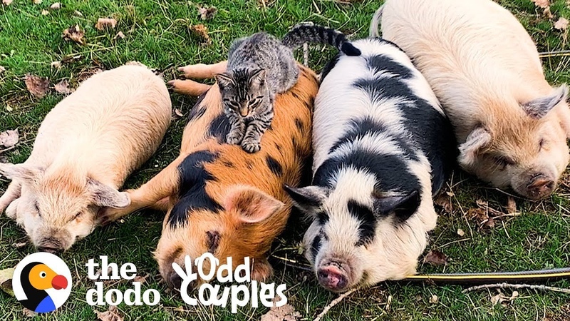 Cat Loves Giving Pigs Massages, The Dodo Odd