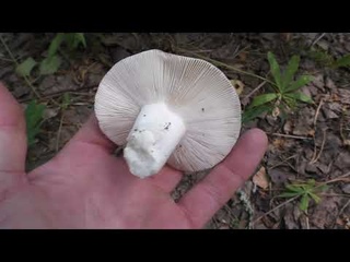 Поход в лес с МОХНАТЫМ ДРУГОМ ЗА КОРОЛЕВСКИМИ ГРИБАМИ! Нашёл грибы и приготовил!