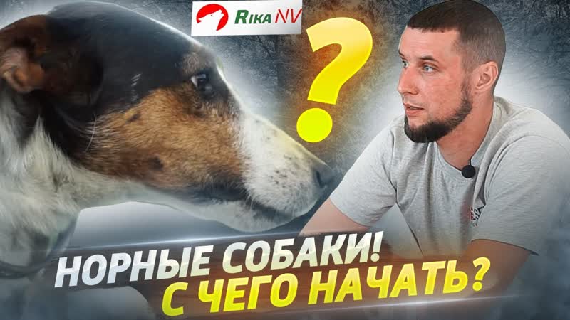 Охота с норными собаками Как правильно подготовить собаку