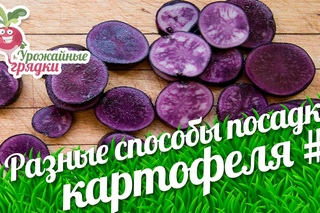 Разные способы посадки картофеля. Сажаем фиолетовую картошку #1