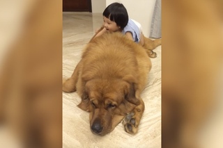 Gentle Giant Tibetan Mastiff Plays With Little Girl