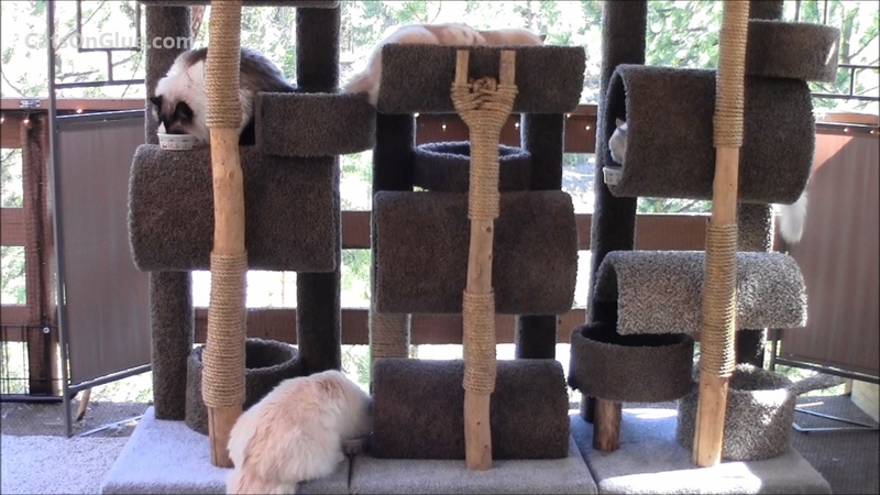 How To Build A Six Foot Cat
