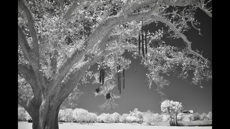 City Park, New Orleans, Infrared, 830nm+ April 1,
