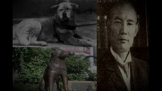 История настоящего Японского Хатико.