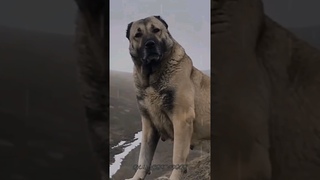 5 Best Livestock Guardian Dogs  #shorts