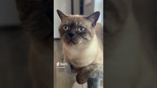 Когда на улице +50🤪 Мой кот под кондюком лежа🤣 #кот #юмор #домашнииживотные #жара  #крутовка01