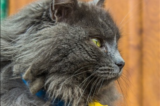 Cat Murchik waiting for its owners