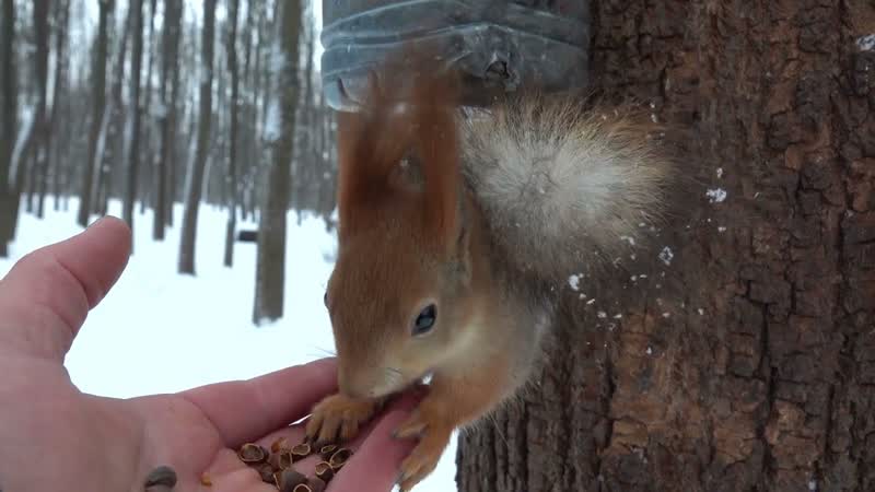 Белка с лапкой и другие белки. Продолжение, Squirrel with a paw and other
