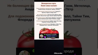 🍅Низкорослые сорта томатов