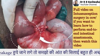 Intussusception surgery in cow/intestinal obstruction/     surgery  /drrbk