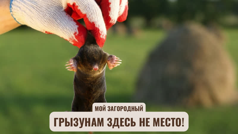 Мой Загородный. Грызунам здесь не