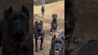 Cane Corsos