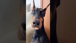 Dogs with 2 braincells part 157 #funny #lovegoldens #funnypets #pets #cutegolden #petvideos #animals