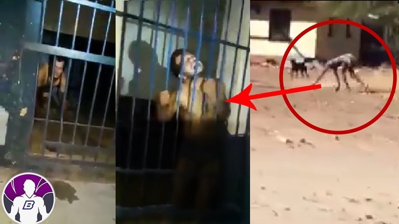 Hallan a hombre lobo real 5 videos que te dejarán sin