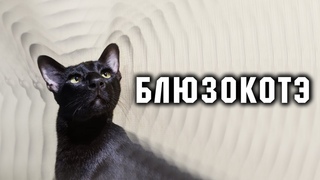 блюзокот