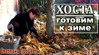 Уход за хостой осенью на зиму  Обрезка Подкормки Укрытие