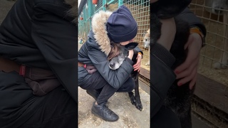 Уставший от жизни в приюте Черныш и слезы гостьи Юлии. Подробнее в описании.