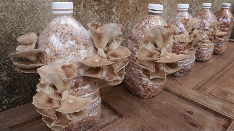 The process of growing abalone mushrooms at home for multiple