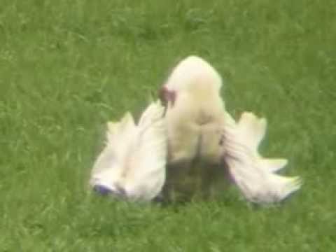 Drofa The Farting