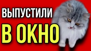 Кошку Фросю выбросили из окна, но ей повезло