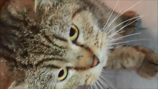 История спасения кота Марика из клеточного заточения