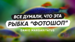 Сначала думали, что эта рыбка фотошоп. Галактика