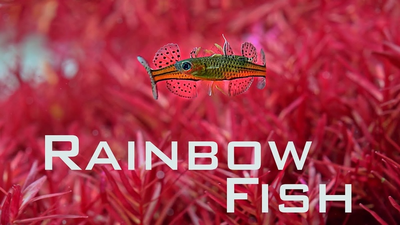 Red Planted Tank With Rainbow