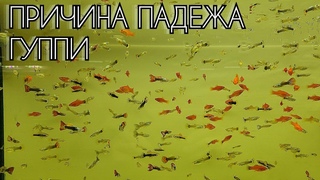 Почему пропадали Гуппи Как обогреть аквариум без обогревателя