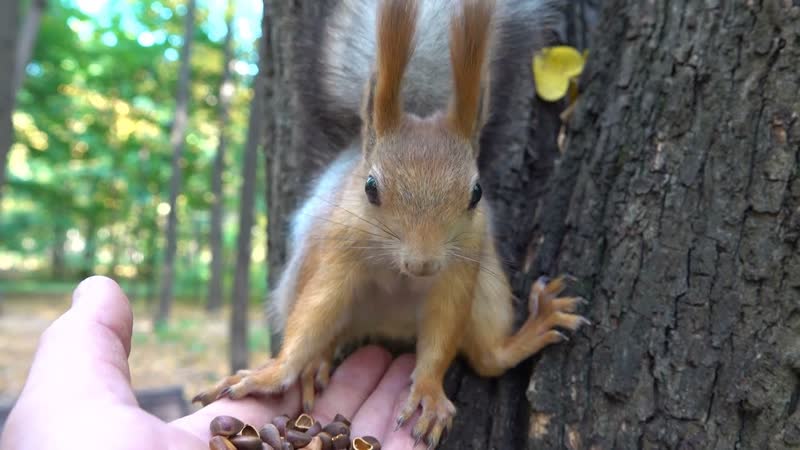Немного о Балерине, A little about
