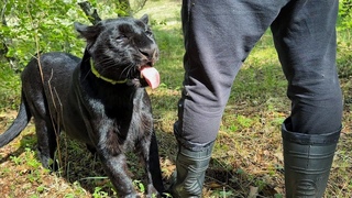 Checked out the surroundings with Luna the panther and Venza Part 2. (ENG SUB)