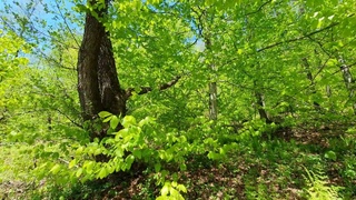 Sounds of Spring Nature in the Mountain Forest - Relaxing Bird Sounds 8hrs