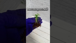 ТОЛСТЕННЫЕ СТВОЛЫ корневая Огонь ЭТО НАХОДКА