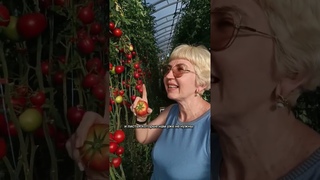 желтые плечики на томатах #дачныесоветы #томатывтеплице