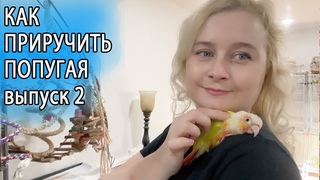 КАК ПРИРУЧИТЬ ПОПУГАЯ ЧАСТЬ 2