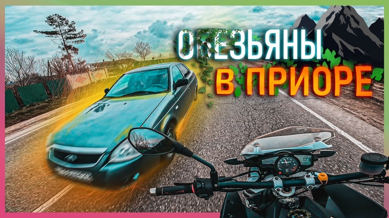 МБ 40: ОБЕЗЬЯНЫ В ПРИОРЕ ЛЕТЯТ ПО