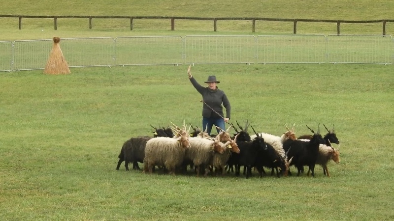 I. FCI TS Herding European Championship 2023 Yvonne Renz,
