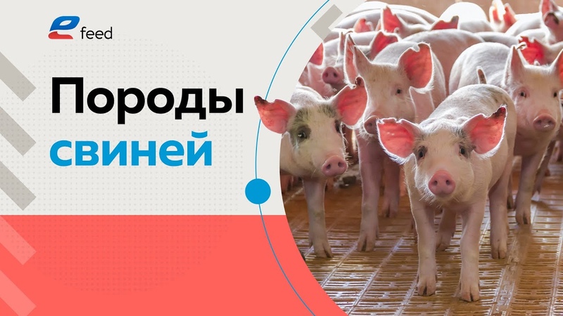 Породы свиней: Пьетрен, Дюрок, Ландрас. Как содержать свиней