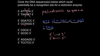 Which sequencies can serve as recognition site for a restriction enzyme