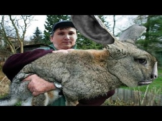 Валакас терпеливо слушает рассказ Денчика про ноготочки @GLADIATORPWNZ