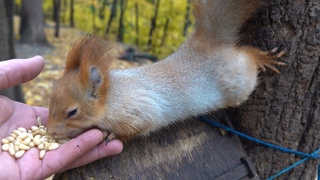Удалось покормить Белку с Глазиком / I managed to feed Squirrel with Eye