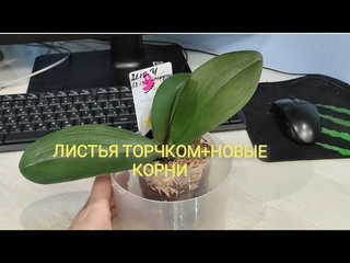 Сама ЗАГУБИЛА орхидеи-сама СПАСЛА. Новые корни,новые листочки. Моё РЕАНИМАЦИОННОЕ окно