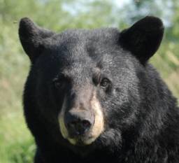 Jons LM Bear Grumble
