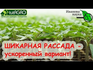 ШИКАРНАЯ РАССАДА ТОМАТА ВСЕГО ЗА 22 ДНЯ! РОСТ В 3 РАЗА БЫСТРЕЕ! Весь секрет в...