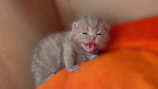 mom cat biting baby kitten