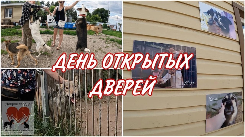ДЕНЬ ОТКРЫТЫХ ДВЕРЕЙ В ПРИЮТЕ, ДОБРОЕ СЕРДЦЕ