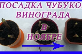 Осенняя посадка чубуков винограда, необычная посадка.