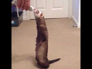 Le furet , un clown sur patte