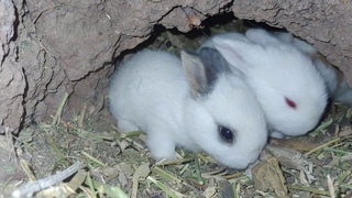 Colony Love | Arizona Rabbitry | Baby Bunnies are coming out of underground rabbit burrow