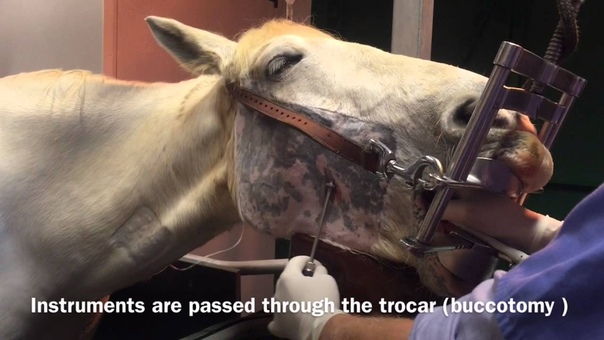 Minimally Invasive Trans Buccal Cheek Tooth Extraction In the